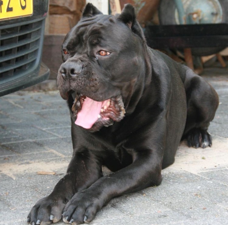 Кане Корсо с шерстью