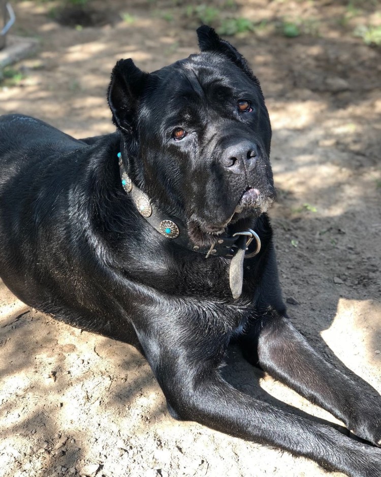 Метис Кане Корсо