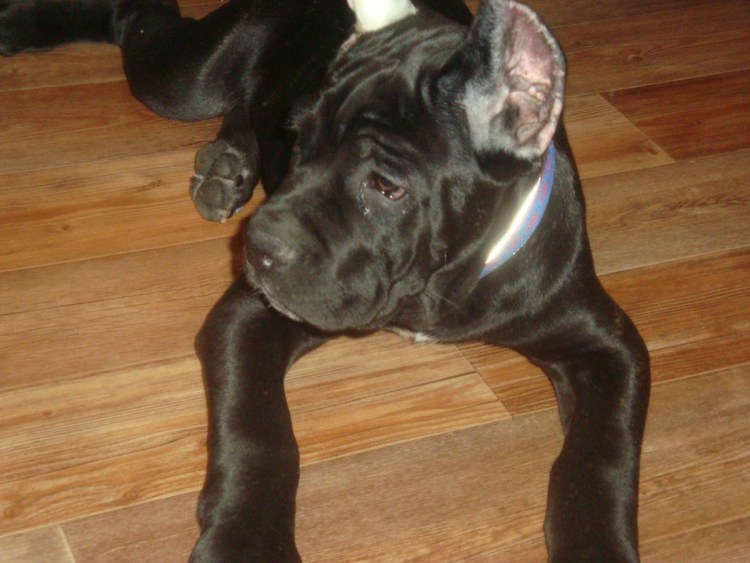 Корсо + колли