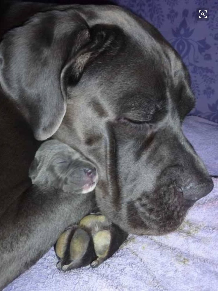 Бульмастиф и Кане Корсо