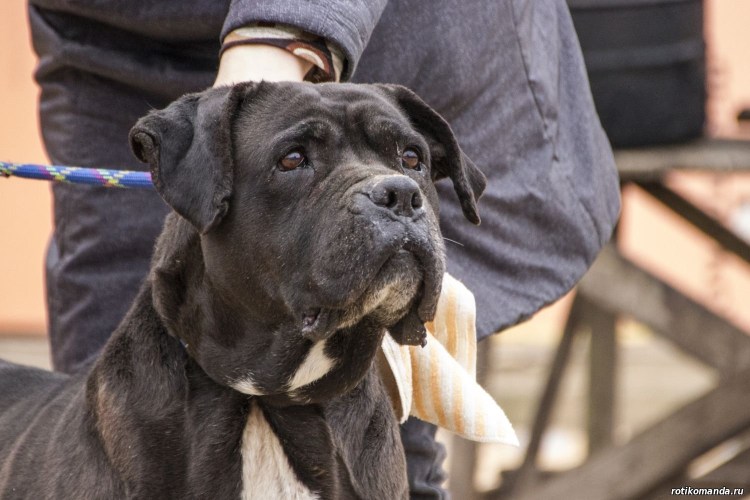 Кане Корсо и Доберман