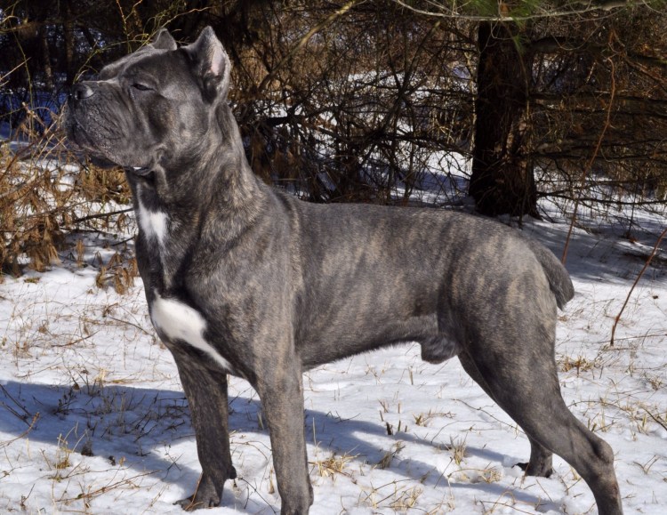 Канарский мастиф