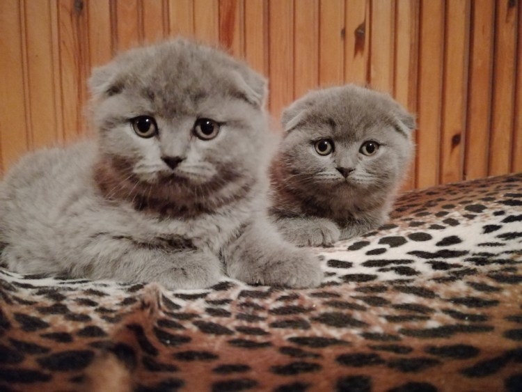 Скоттиш-фолд Шотландская вислоухая