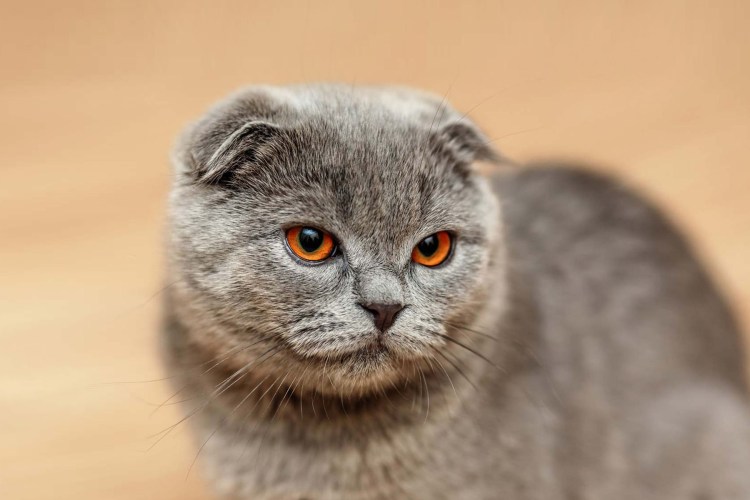 Шотландский кот скоттиш фолд