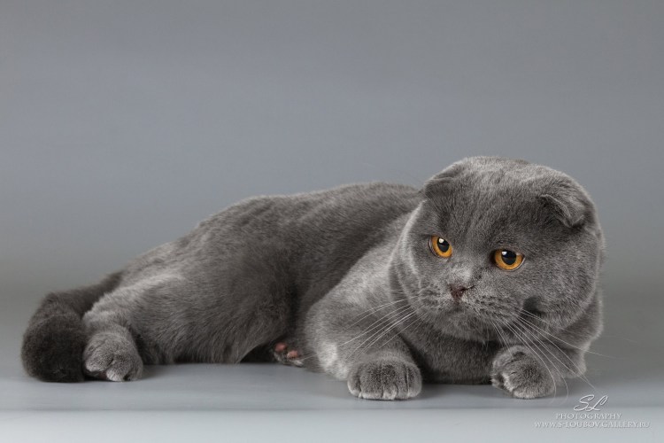 Скоттиш фолд Браун табби