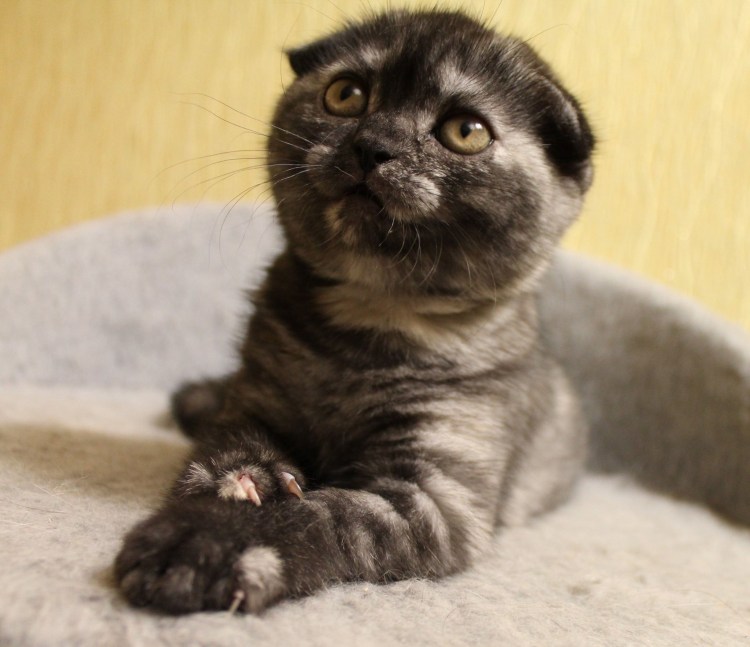 Скоттиш-фолд Шотландская вислоухая