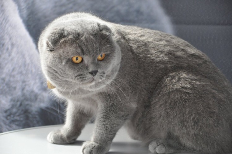 Шотландские вислоухие коты