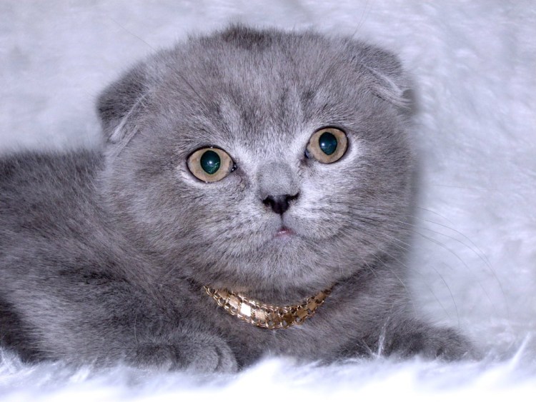 Порода кошек Шотландская вислоухая