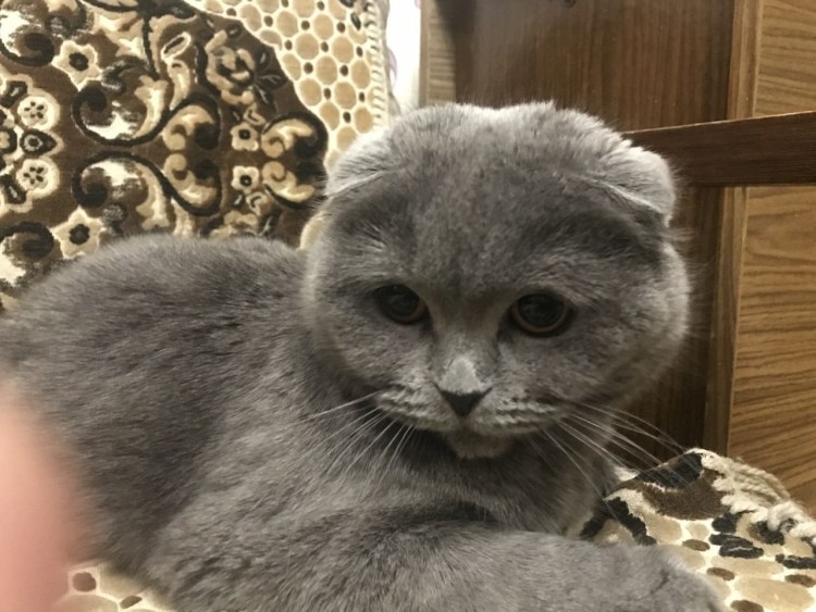 Российская вислоухая