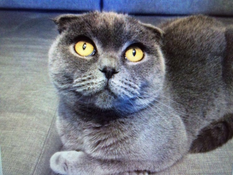 Британская кошка вислоухая голубая