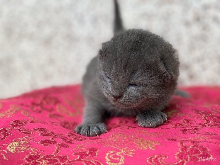 Порода скоттиш фолд