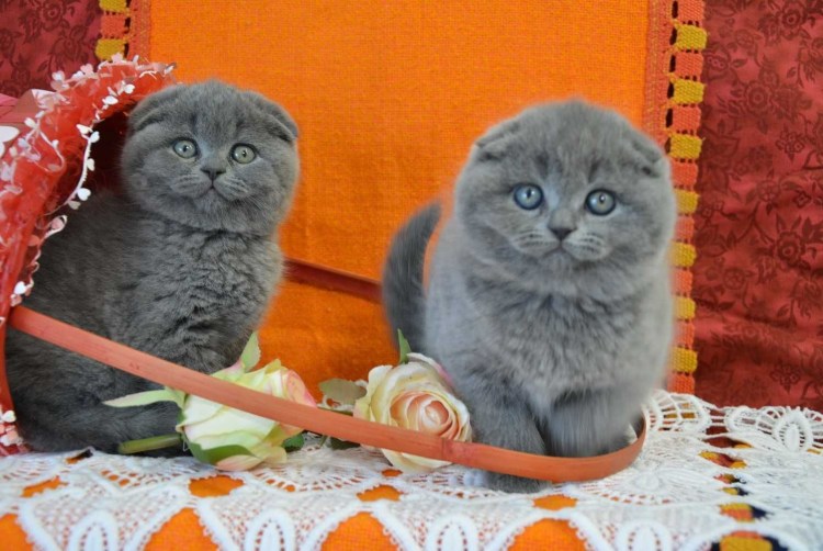 Британский метис кот вислоухий