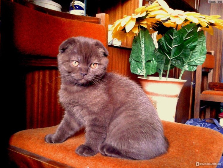Шотландская короткошёрстная кошка вислоухая