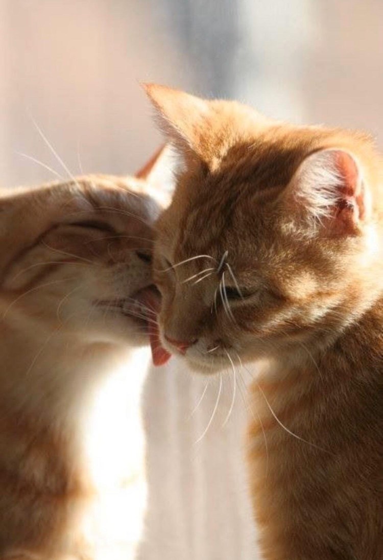 Кошка вылизывает котенка