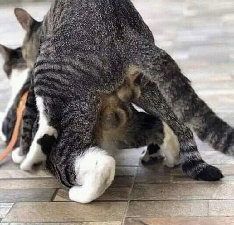 Рыжий кот облизывается