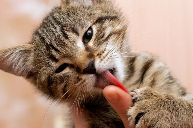 Кошка и хозяин