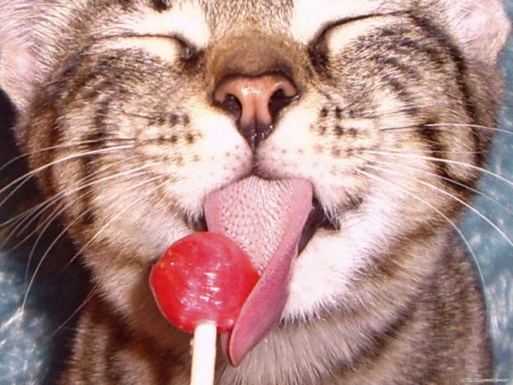 Кошка облизывает лапу