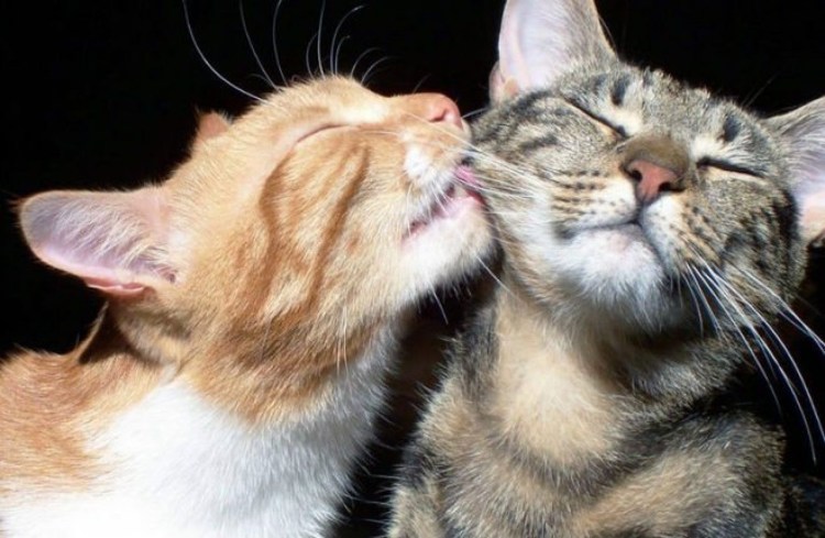 Кот облизывает