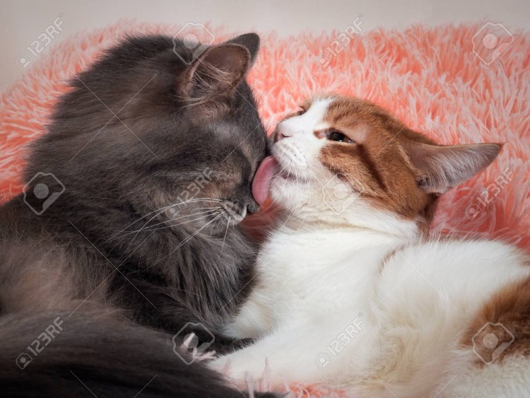 Поцелуй кота