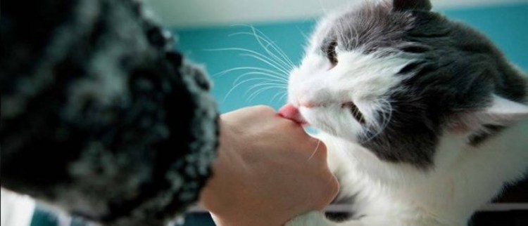 Кошка вылизывается