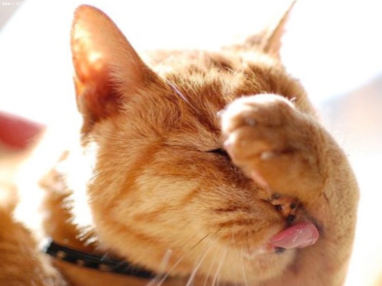 Кот лижет Чупа Чупс