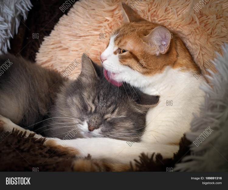 Кошка лижется