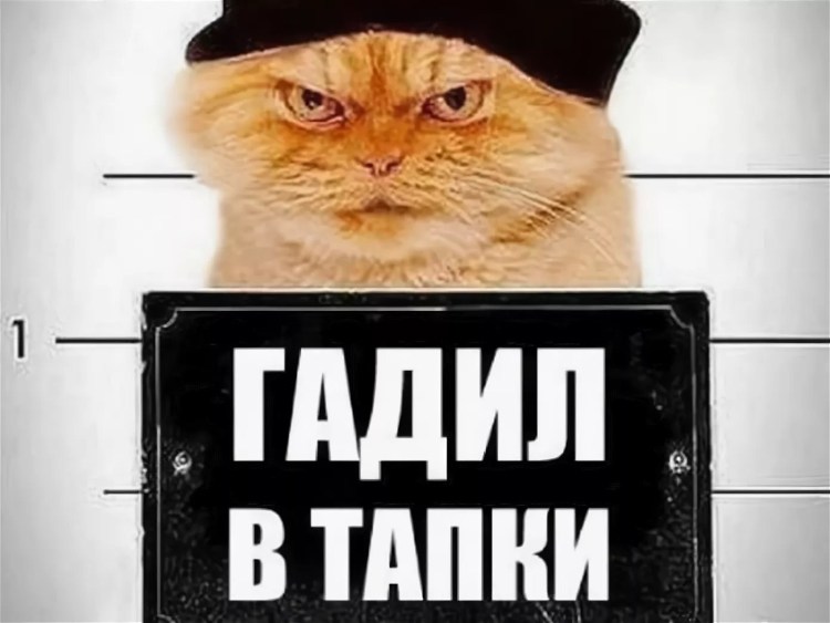 Смешной кот в лотке