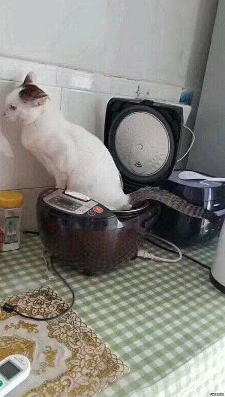 Котенок под дверью