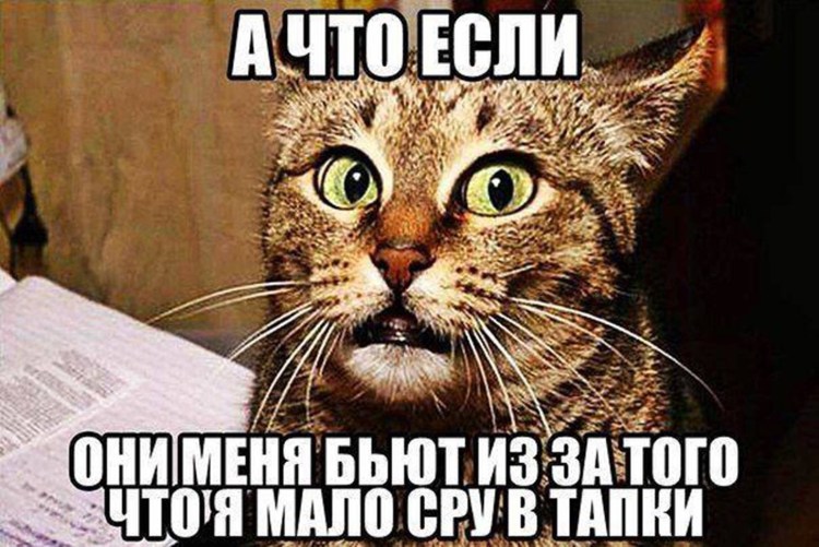 Котенок нагадил на кровать