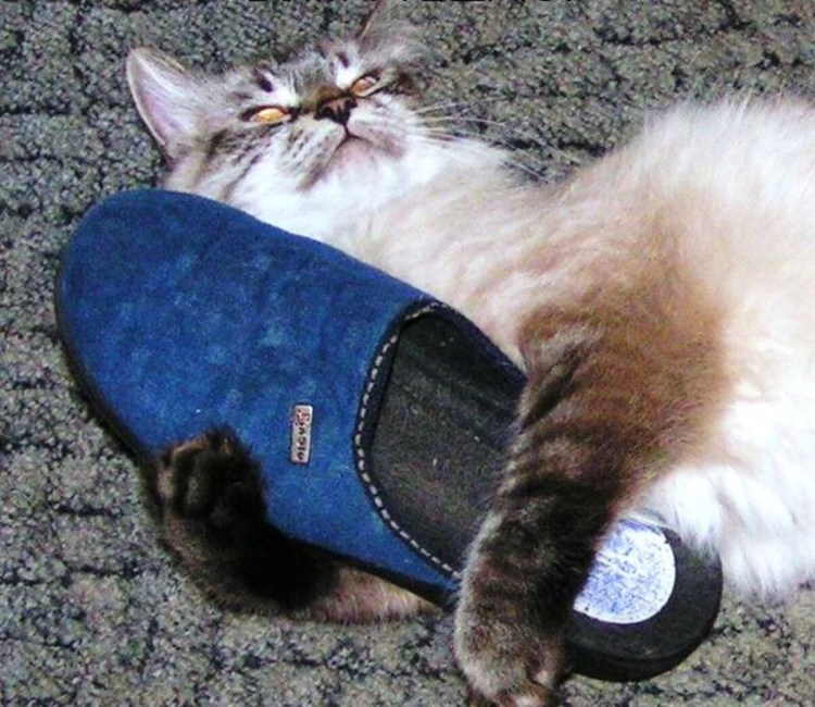 Котик валяется на спине