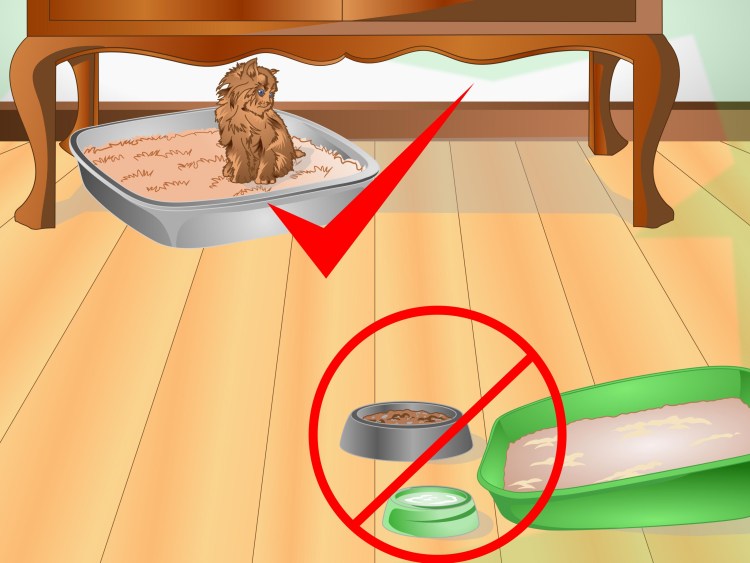 Кот в туалете