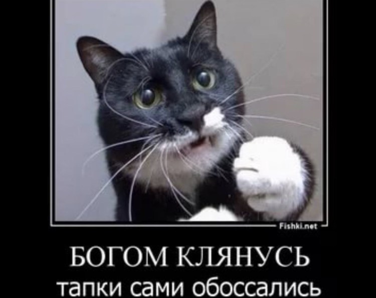 Кот мимо лотка