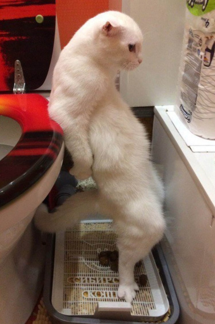 Кот придурок