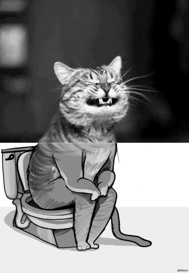 Кошачий лоток прикол