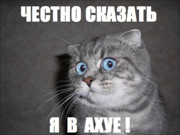 Кот с табличкой срал в тапки