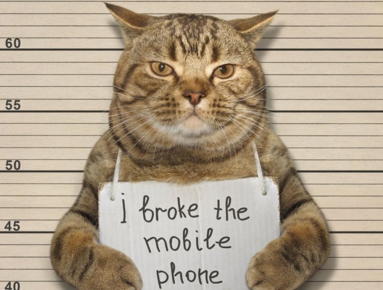 Кот в туалете