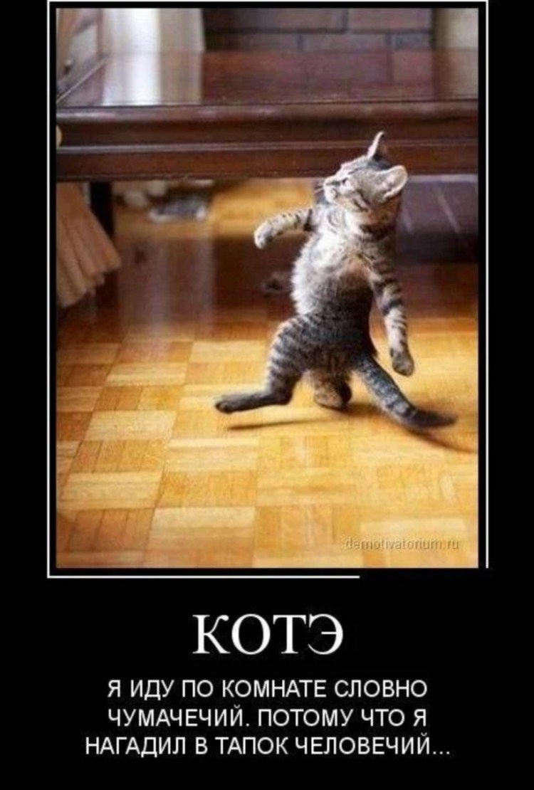 Туалет для кошек