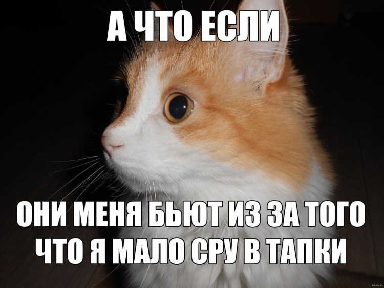 Коты которые какают