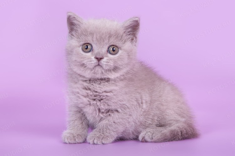 Лиловый шотландский прямоухий