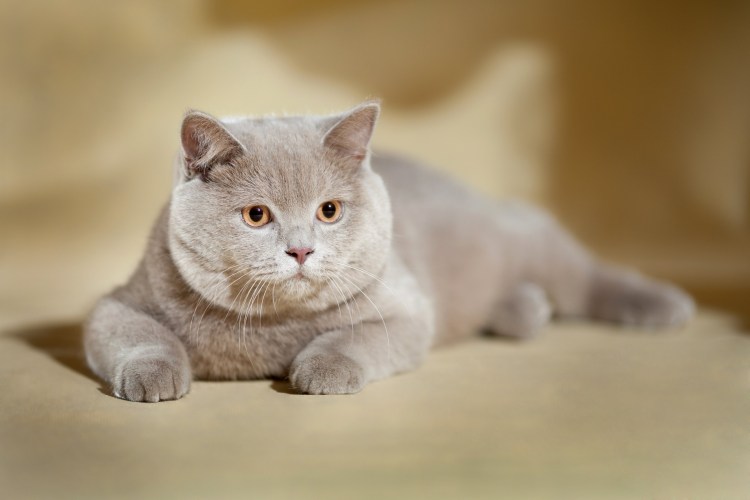 Скоттиш фолд лиловый