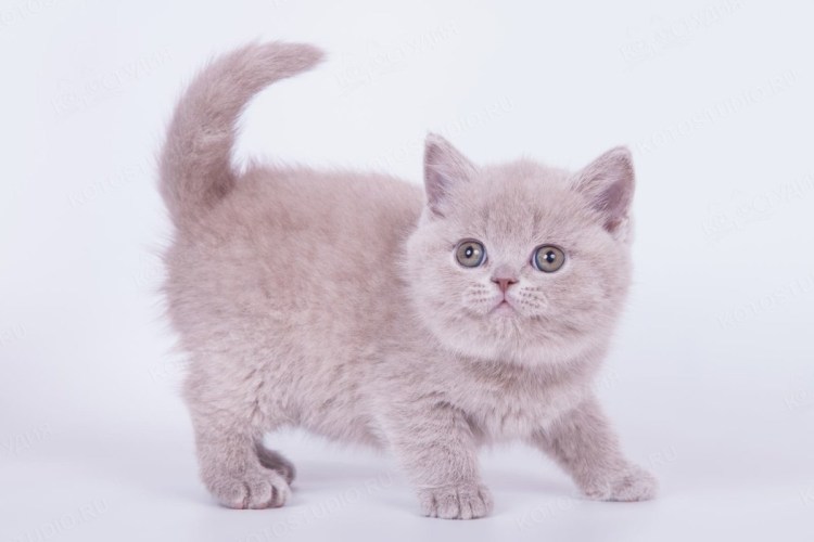 Лиловый шотландский скоттиш фолд