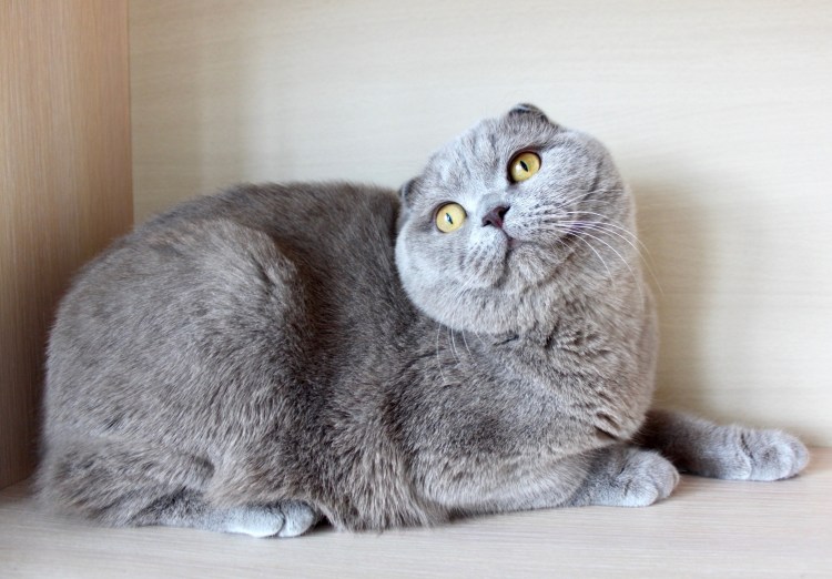 Скоттиш фолд лиловый