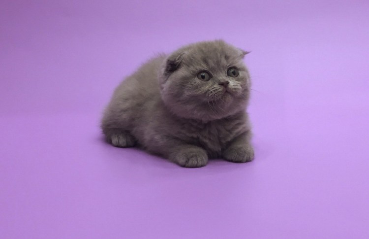 Лиловый британец кот