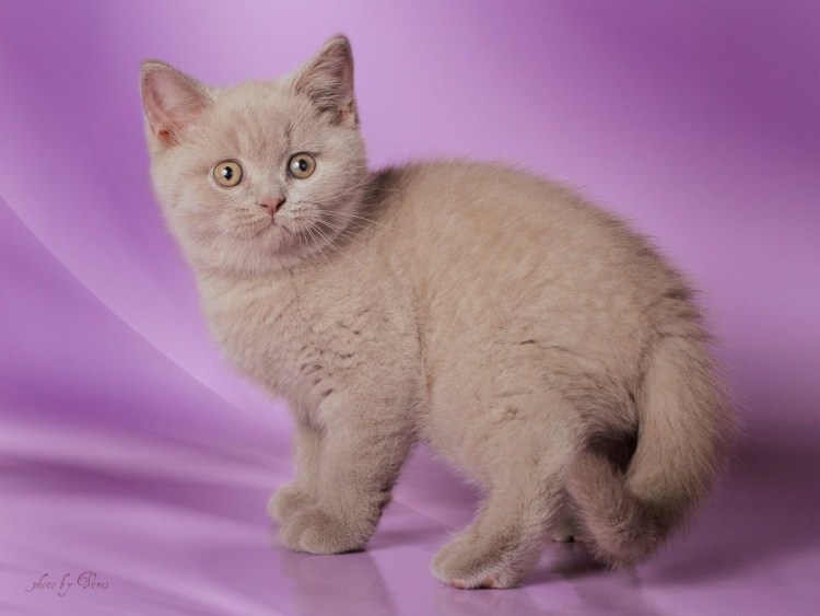 Шотландский кот прямоухий лиловый