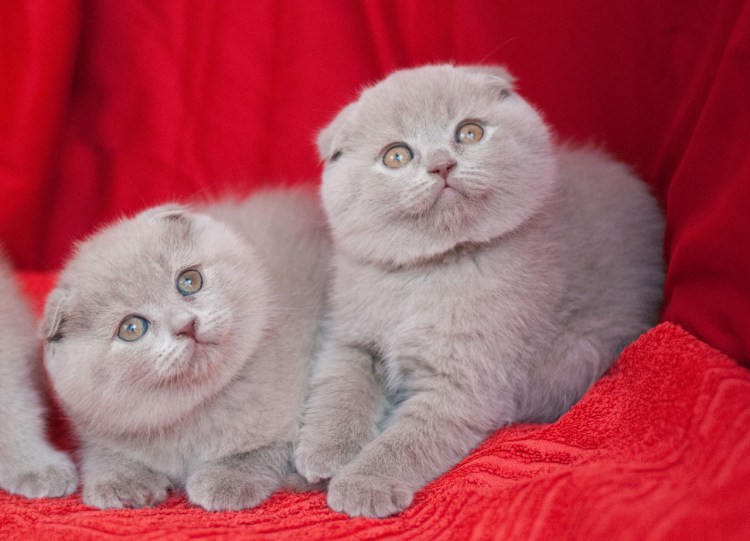 Британская кошка