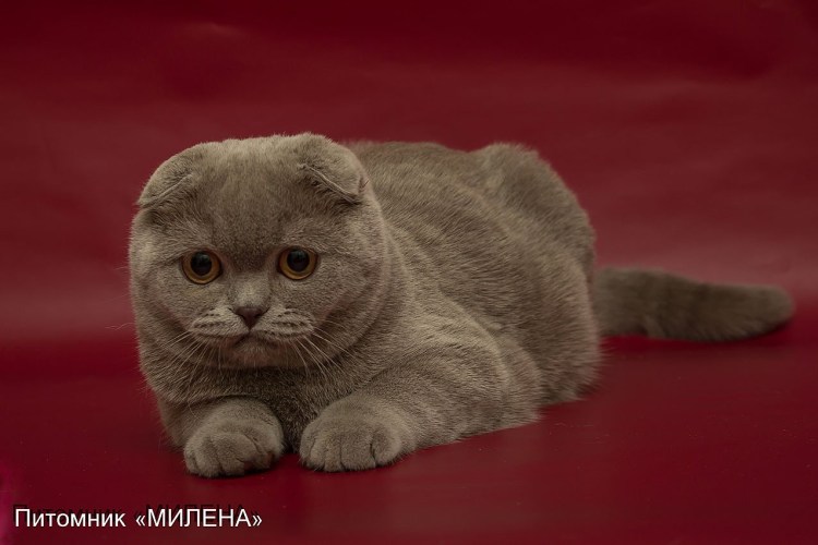 Британская короткошёрстная кошка лиловая