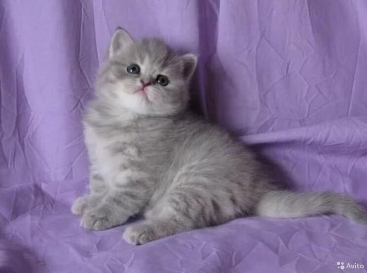 Бритиш Шортхэйр персиковый