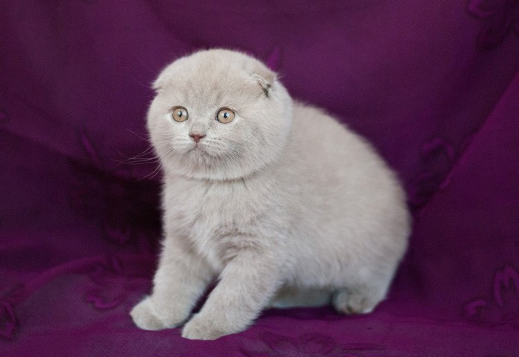 Скоттиш фолд лиловый табби