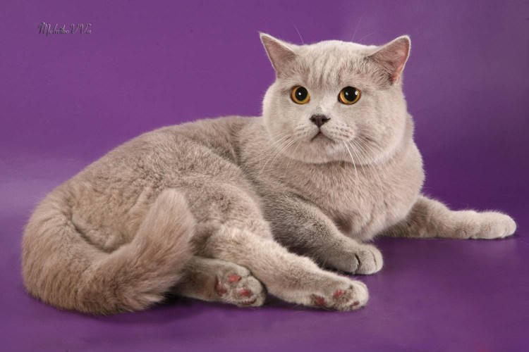 Скоттиш фолд лиловый