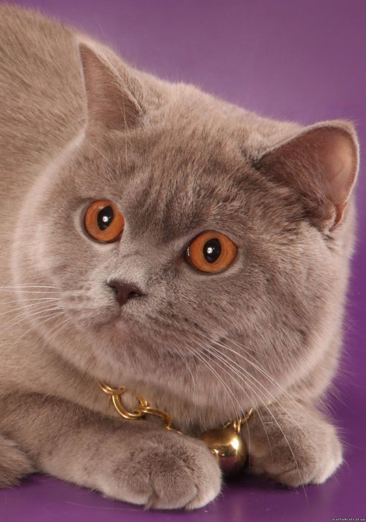 Британская лиловая прямоухая